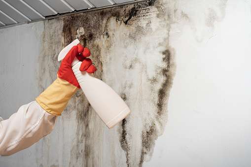 Man found mold on wall , in your residential building after renovation. a hand in a bathrobe and a protective glove holds a spray gun with an anti-mold agent. big mold on the wall